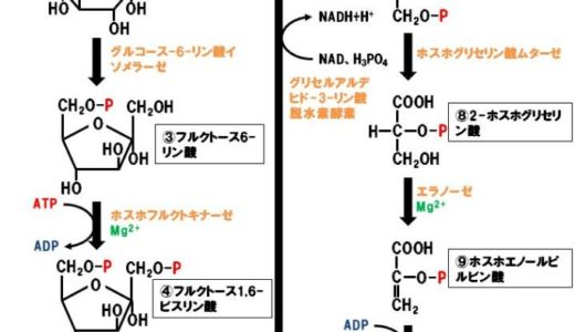 解糖系とはなに？わかりやすく簡単に解説してみた