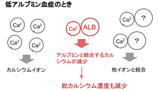 補正カルシウム（アルブミン補正Ca）の計算式｜Payne式/0.8式・早見表・計算機