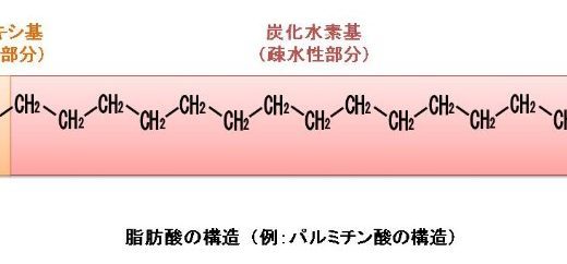 脂肪酸の構造と種類についてわかりやすく解説します　