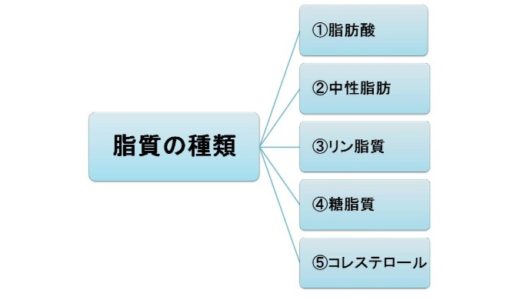 脂質とは？その種類をとくに重要な5つにしぼって紹介します　　　　