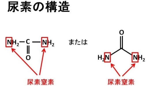 血中尿素窒素とはなにかをわかりやすく解説してみた