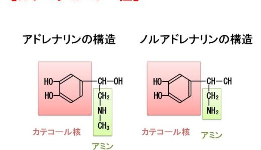 カテコラミンとはなに？わかりやすく解説します