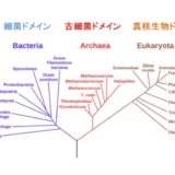 細菌ドメイン、古細菌ドメイン、真核生物ドメイン2