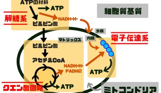 電子伝達系とはなに？図を多用してわかりやすく解説してみた