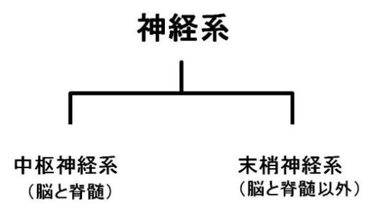 神経系（中枢神経系＋末梢神経系）の構造と機能をわかりやすく説明してみました