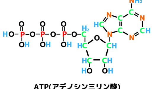 ATP（アデノシン三リン酸）とは？作られ方・使い道・反応式
