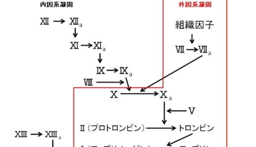 PTとは？基準値をわかりやすく解説