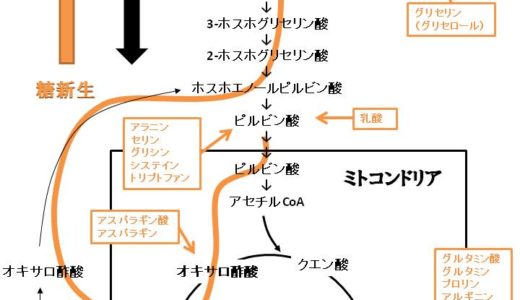 糖新生の反応経路の流れを図を多用して解説します