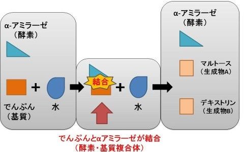 【酵素反応】α-アミラーゼによるでんぷんの加水分解をわかりやすく解説　