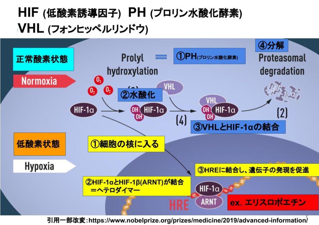 HIFの作用機序