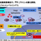 HIFの作用機序
