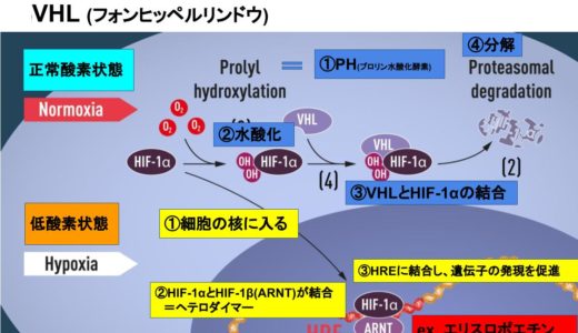 HIF-PH阻害薬の作用機序をわかりやすく＆詳しく解説します