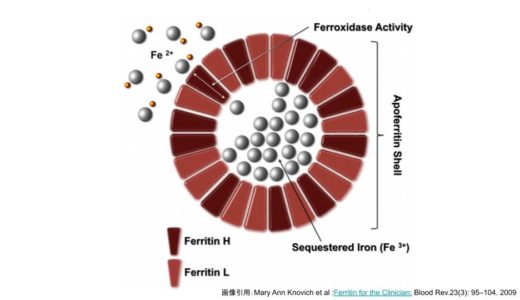 フェリチンとは？基準値についてわかりやすく解説【鉄貯蔵・炎症・腫瘍マーカー】　