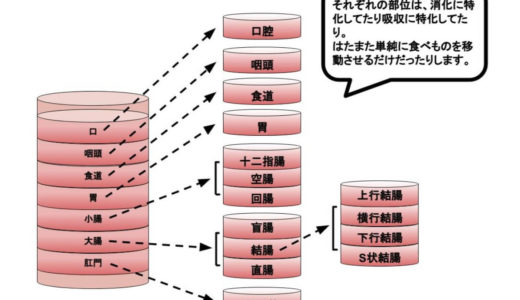 【簡単】消化管とはなに？【解剖・構造・役割を解説】