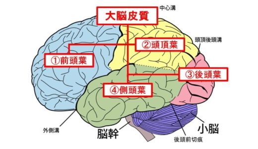 【DMN】デフォルトモードネットワークとは？その役割や効果をわかりやすく説明してみた