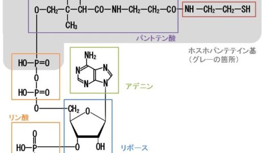 【補酵素A】CoAとは？その構造や働きについてわかりやすく解説します