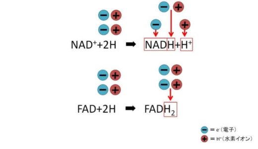 【NADとは？FADとは？】電子伝達体の役割についてわかりやすく解説してみた　　　　