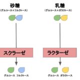 砂糖と乳糖の消化