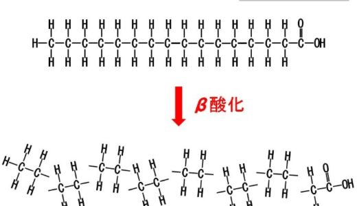 【ベータ酸化】β酸化とは何？簡単にわかりやすく解説してみた