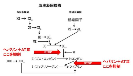ヘパリンの作用機序をわかりやすくまとめてみた