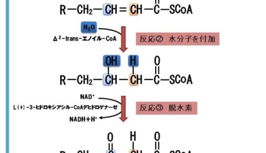 脂肪酸のβ酸化の流れ一つずつ解説【パルミチン酸のβ酸化によるATP産生量も紹介します】