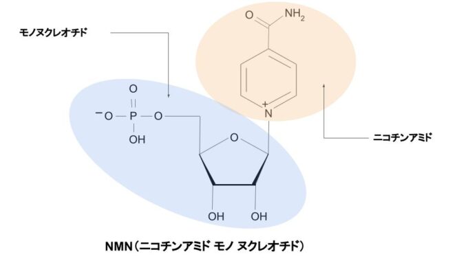 NMN（ニコチンアミドモノヌクレオチド）の構造