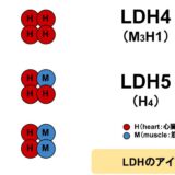 LDHのアイソザイム