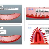 小腸の絨毛と微絨毛の構造