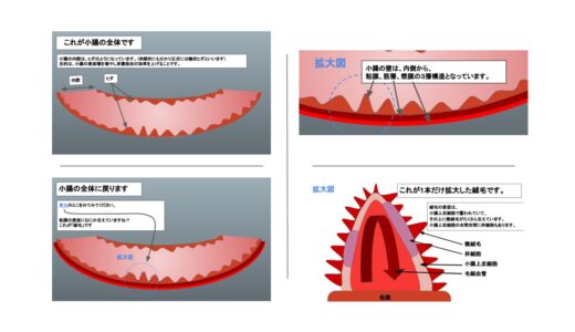 【簡単】小腸の絨毛と微絨毛の構造を解説してみた【図が多めです】