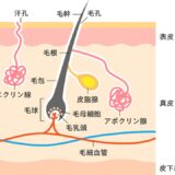 毛穴(毛包)の構造図のイラスト