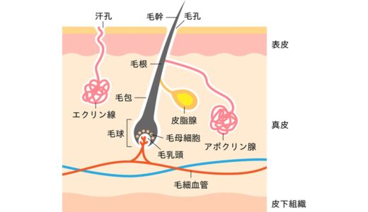 【図解】毛穴とは？断面図を使ってイラストでわかりやすく解説します