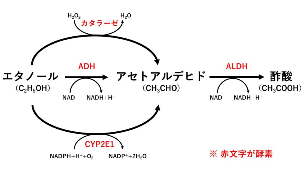 エタノールの代謝経路（ADH、ALDH、カタラーゼ、CEP2E1）