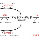 エタノールの代謝経路（ADH、ALDH、カタラーゼ、CEP2E1）