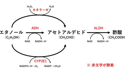アルデヒド脱水素酵素（ALDH）とはなに？わかりやすく解説してみました