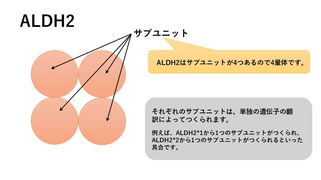 ALDH2の4量体としての構造