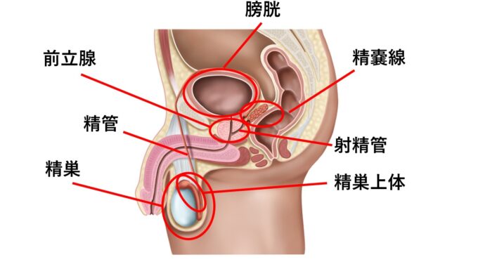 精巣、陰部、膀胱の構造