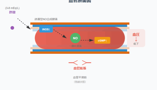 透析の酢酸不耐症｜症状・原因・低血圧・発熱の機序と対応策をわかりやすく